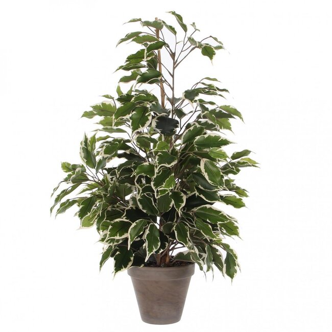 Fig Leaf Artificial Plant with pot | Colour: Green White | Ficus Exotica Artificial Plant | Diameter ± 13 - 60 centimeter | Height ± 65 centimeter | Per artificial plant