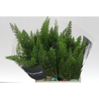 Freshy Asparagus Densiflorus “Myers” | Kleur: Groen | Lengte ± 40 centimeter | Per 50 stelen