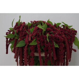 Freshy Amaranthus Ca Rosary