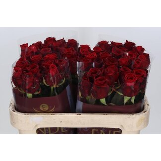 Freshy Rosen “Red Naomi Ende” | Farbe: Rot | Länge ± 70 centimeter | Pro 20 Rosen
