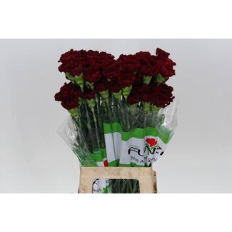 Freshy Œillet long “Funza Zurigo” | Couleur: Rouge | Longueur ± 70 centimeter | Par 20 fleurs fraîches