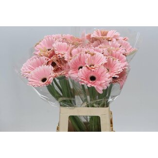 Freshy Gerbera “Dulcie” | Colour: Pink | Length ± 50 centimetre | Per 10 fresh flowers
