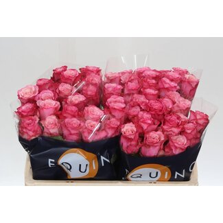 Freshy Rosen “Ramonda” | Farbe: Rosa | Länge ± 50 centimeter | Pro 20 Rosen