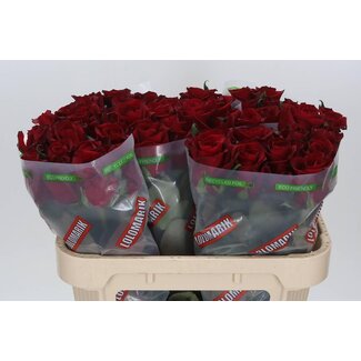 Freshy Roses “Ever Red” | Couleur: Rouge | Longueur ± 70 centimeter | Par 20 roses
