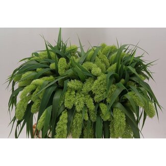 Freshy Setaria Italica Pluimgierst Vol Melk | Colour: Green | Length ± 80 centimeter | Per 50 stems