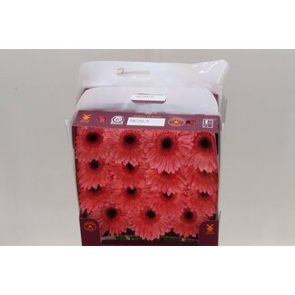 Freshy Large-flowered Gerbera Aqua “Scala” | Colour: Pink | Length ± 45 centimetre | Per 15 fresh flowers