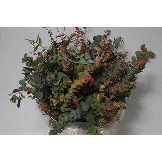Freshy Eucalyptus “Stuart Nature” | Colour: Green | Length ± 70 centimeter | Per 5 bunches
