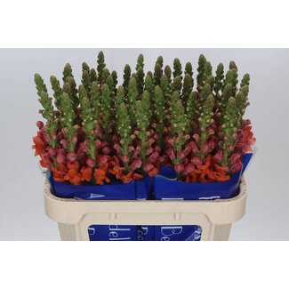 Freshy Antirrhinum snapdragon “Avignon Deep Orange” | Colour: Orange | Length ± 75 centimetre | Per 10 stems fresh flowers