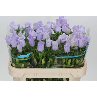 Freshy Campanula Medium “Champion Lavender” Bellflower | Colour: Purple | Length ± 70 centimeter | Per 10 fresh flowers