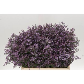 Freshy Limonium Safora “Lilac” | Colour: Purple | Length ± 60 centimetre | Per 25 stems fresh flowers