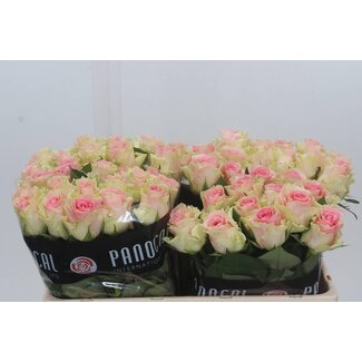 Freshy Large-flowered Rose “Top Gear” | Colour: Pink | Length ± 50 centimeter | Per 20 fresh roses