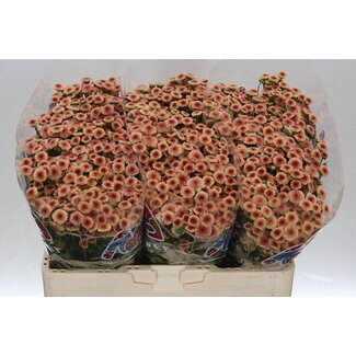 Freshy Chrysant santini Mad Tyolo Salmon
