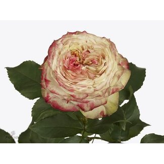 Freshy Grootbloemige Rozen “Apple Jack” | Kleur: Rood | Lengte ± 50 centimeter | Herkomst Ecuador | Per 25 stelen