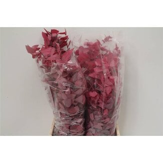 Freshy Eucalyptus Stuart Pres Pink Lady 200gr (p. bos)