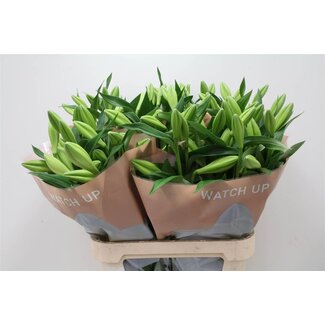 Freshy Lelie Longiflorum Aqua “Watch Up” | 2 bloemen | Kleur: Wit | Lengte ± 95 centimeter | Per 10 stelen