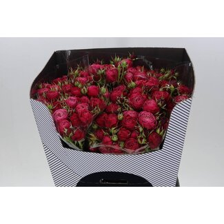 Freshy Trosrozen “Party Trendsetter” | Kleur: Roze | Lengte ± 70 centimeter | Per 10 stelen