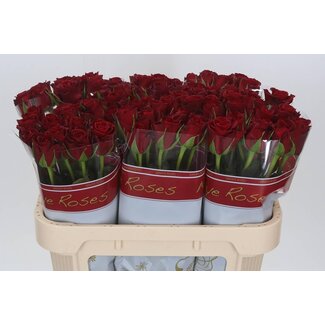Freshy Grootbloemige Rozen “Furiosa” | Kleur: Rood | Lengte ± 70 centimeter | Per 20 stelen