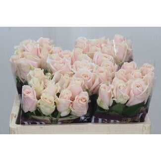 Freshy Grootbloemige Rozen “Sweet Avalanche” | Kleur: Roze | Lengte ± 50 centimeter | Per 20 stelen