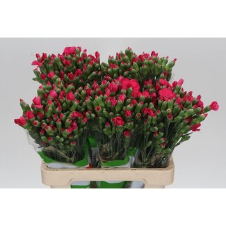 Freshy Trosanjer Enkelbloemig Solomio Imre x20
