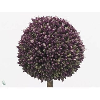 Freshy Allium Summer Drum