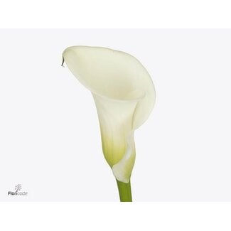 Freshy Zantedeschia White Art Dubbelbloemig