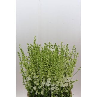 Freshy Consolida R Q White