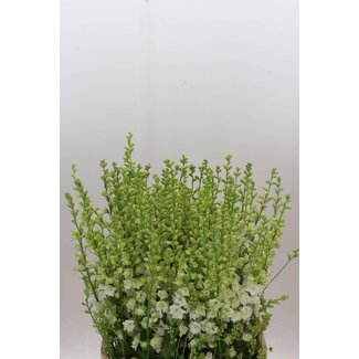 Freshy Consolida Regalis Ridderspoor “Q White” | Kleur: Wit | Lengte ± 100 centimeter | Per 10 stelen