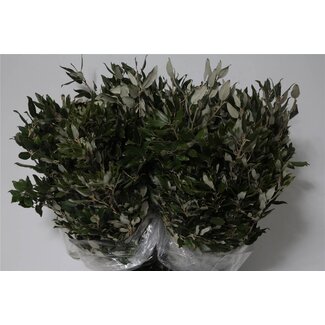 Freshy Steeneik 400gr (p. bos)