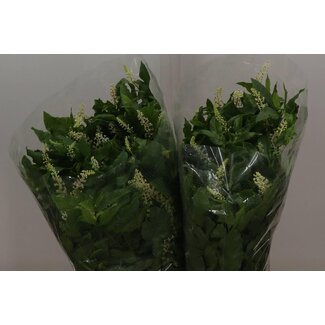 Freshy Phytolacca Carbouzijn 400gr (p. bos)