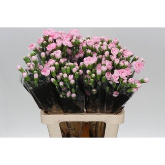 Freshy Trosanjer Pink Ibis x25