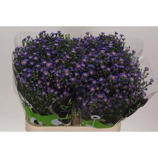 Freshy Aster Teeny Tiny Blue