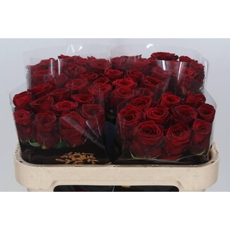 Freshy Rosa Red Naomi Drift