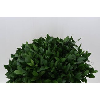 Freshy Ruscus Hypophyllum