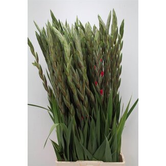 Freshy Grootbloemige Gladiolen “Cantate” | Kleur: Roze | Lengte ± 110 centimeter | Per 10 stelen