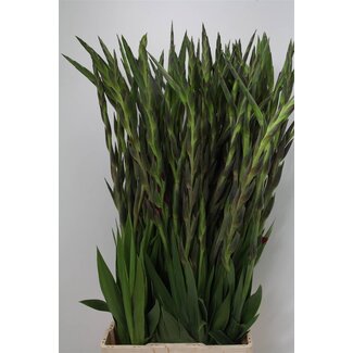 Freshy Gladiolus groot Mystic Magenta
