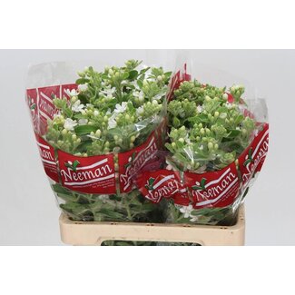 Freshy Oxypetalum Co Perf White Harmony