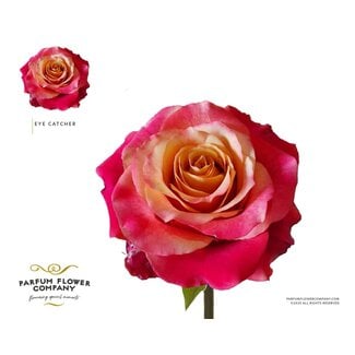 Freshy Rosa Garden Eye Catcher
