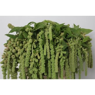 Freshy Amaranthus Ca Cycloop