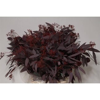 Freshy Eucalyptus Populus Bes Abs Red 300gr (p. bos)