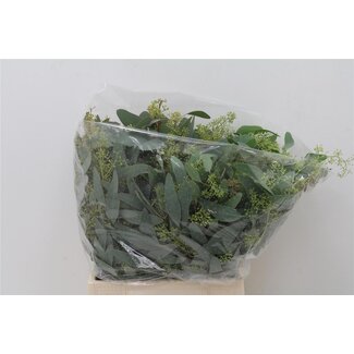 Freshy Eucalyptus Populus Bes | Kleur: Groen | Lengte ± 55 centimeter | Per 5 bossen