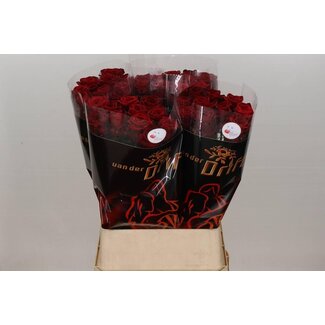 Freshy Rosa Red Naomi Drift