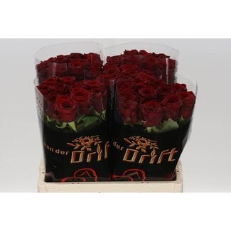 Freshy Rosa Red Naomi Drift