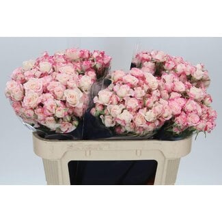 Freshy Hollandse Trosrozen “Reflex” | Kleur: Pink | Lengte ± 70 centimeter | Per 10 stelen
