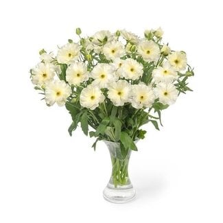 Freshy Ranunculus Ranonkel Butterfly “Graces” | Kleur: Wit | Lengte ± 60 centimeter | Per 10 stelen