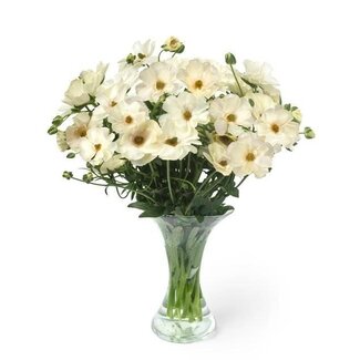 Freshy Ranunculus Ranonkel Butterfly “Keramos” | Kleur: Wit | Lengte ± 60 centimeter | Per 10 stelen