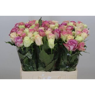 Freshy Rosa Pastel Gemengd in Bos