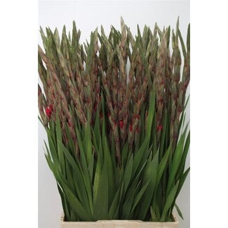 Freshy Gladiolus groot Bananarama