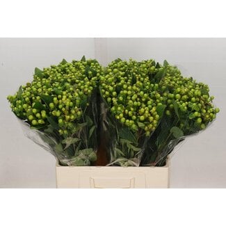 Freshy Hypericum Mag Green Reviva