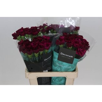 Freshy Anjer Hollands Yukari Violet