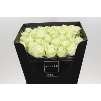 Freshy Rosa Avalanche Allure